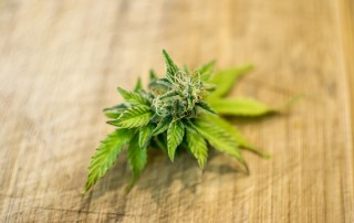 Marijuana Legalization Updates