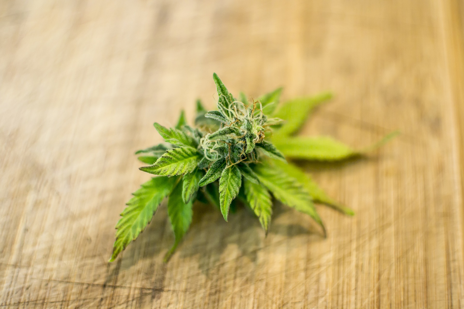 Marijuana Legalization Updates